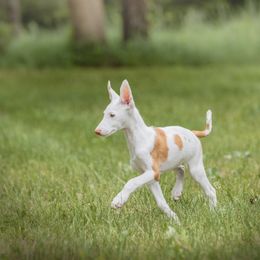 Ibizan Hound Puppies from Nevaeh Ibizan Hounds