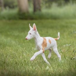 Ibizan Hound Puppies from Nevaeh Ibizan Hounds
