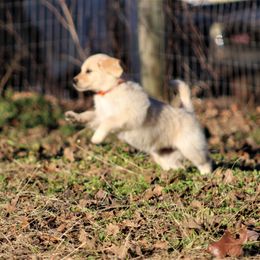 Golden Retriever Puppies from Golden Barnes Kennel