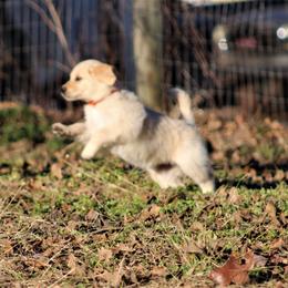 Golden Retriever Puppies from Golden Barnes Kennel