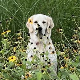 Puddle - Golden Retriever