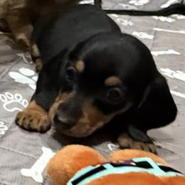 Cider (green) - Black and tan female Dachshund puppy in Shawnee, Oklahoma from Magic Eagle Miniature Dachshunds