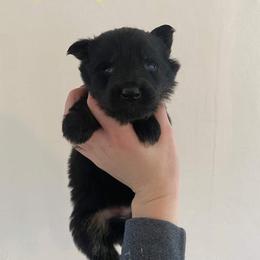 German Shepherd Puppies from S&S German Shepherds