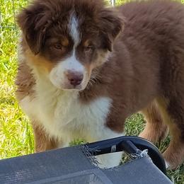 Boy 3-Yellow Collar - Red tri-color male Australian Shepherd puppy in North Jackson, Ohio from Shadowood Australian Shepherds