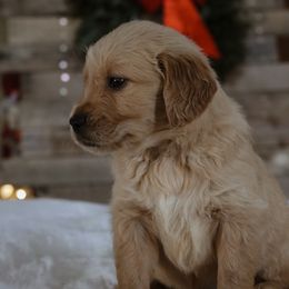 Martha Mae Whovier (the grinch) - Golden female Golden Retriever puppy in Harriman, Tennessee from Grace Golden Retrievers