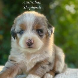 Girl 1 - Blue merle female Australian Shepherd puppy in Mount Sterling, Kentucky from Saddle Creek Australian Shepherds