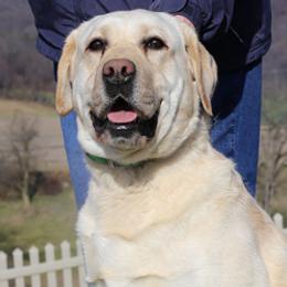Labrador Retriever All Grown Up from Larke Lab Kennels