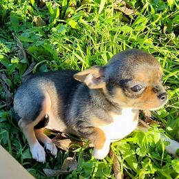 Chihuahua Puppies from Small and Mighty Chihuahuas