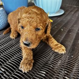 Yellow Collar Male - Chocolate male Goldendoodle puppy in Eunice, Louisiana from Maison De Pawz