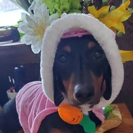 Dachshunds from Central WV Dachshunds