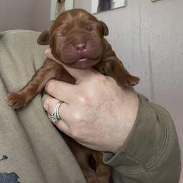 Rhetta - Yellow female Labrador Retriever puppy in South Lyon, Michigan from Matoskah Meadows Labradors
