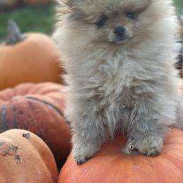 Pomeranian Puppies from Temple pomeranians