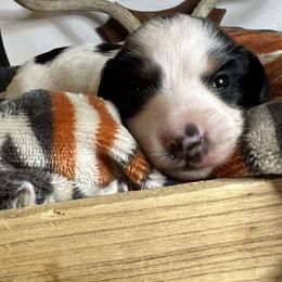 Boy 1 - Dachshund puppy in Arizona from Black Oak Dachshunds