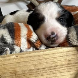 Boy 1 - Dachshund puppy in Arizona from Black Oak Dachshunds