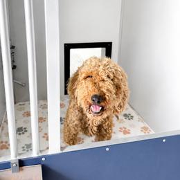 Whisper - Goldendoodle