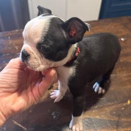 Male-red collar - Black and white male Boston Terrier puppy in Mc Donough, Georgia from Ballard Boston Terriers