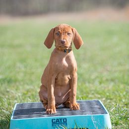 German Shorthaired Pointer and Vizsla Puppies from Nosam Kennels