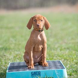 German Shorthaired Pointer and Vizsla Puppies from Nosam Kennels