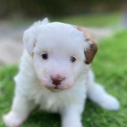 Little girl - Brown and white female Aussiedoodle puppy in Spring Hill, Tennessee from Duke's Mini & Toy Australian Shepherds & Aussiedoodles