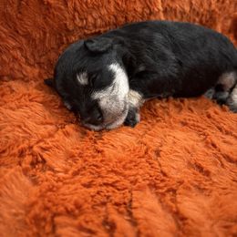 Roscoe - Black male Miniature Schnauzer puppy in Biggs, California from Melton's Mini Schnauzers
