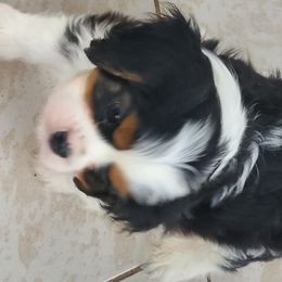 Biewer Terrier and Cavalier King Charles Spaniel Puppies from Woo Hoo Biewers & Inkahoots Cavaliers