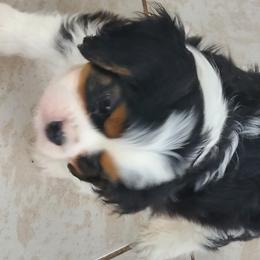 Biewer Terrier and Cavalier King Charles Spaniel Puppies from Woo Hoo Biewers & Inkahoots Cavaliers