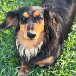 Hank - Dachshund