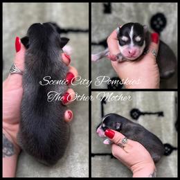 The Other Mother - Black and white female Pomsky puppy in Rossville, Georgia from Scenic City Pomskies