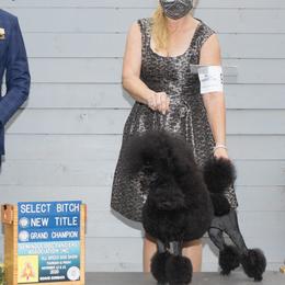 Betsy - Poodle