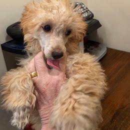 Girl 1 white collar - Apricot female Poodle puppy in Louisville, Mississippi from Cindy's Poodles
