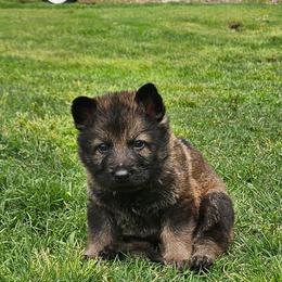 Pink collar - Sable female German Shepherd puppy in Dexter, Missouri from Vom Morris Haus German Shepherds