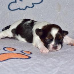 Jade - Black gold and white male Shih Tzu puppy in Stroud, Oklahoma from Laik’s Little Shihtz & Poms