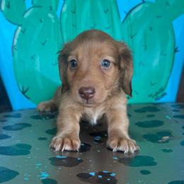 Chocolate based red male - Red male Dachshund puppy in Hawley, Texas from Foxy’s Dachshunds & Toy Aussies