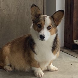 Maddy - Pembroke Welsh Corgi