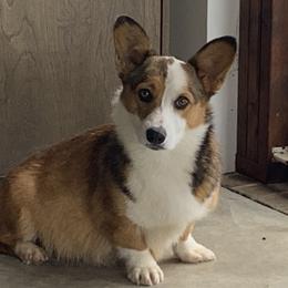Maddy - Pembroke Welsh Corgi
