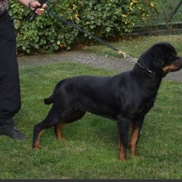 Demetra - Rottweiler
