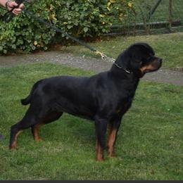 Demetra - Rottweiler