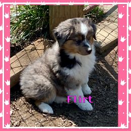 Flirt - Blue merle Miniature American Shepherd puppy in Harmony, North Carolina from Carolina Pride Aussies