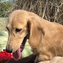 Dachshunds from Skyview Doxie Ranch