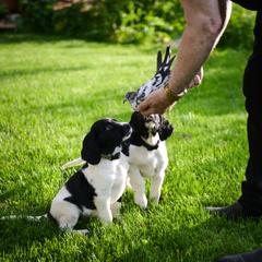 Large Münsterländer Puppies from EAGLES NEST KENNELS