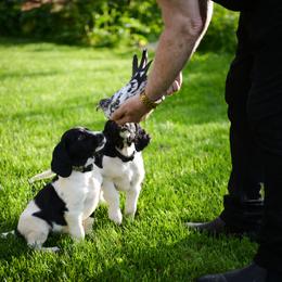 Large Münsterländer Puppies from EAGLES NEST KENNELS