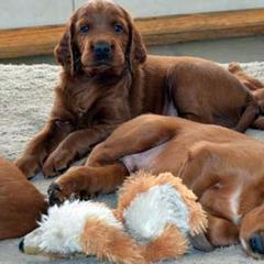 Irish Setter Puppies from Greenbank Hollow Farm
