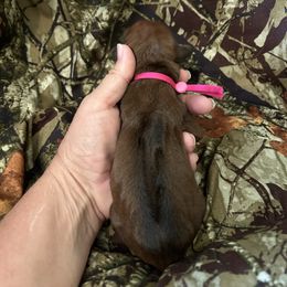 Hot pink - Rd whtn blk nose female Rhodesian Ridgeback puppy in Ocala, Florida from DogWood Kennels