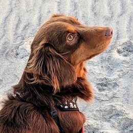 Ollie - Dachshund