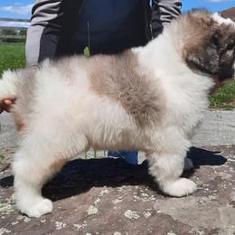 Cavalier King Charles Spaniel and Pyrenean Mastiff Puppies from Norfolk Heritage Farm