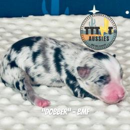 Dobber - Blue merle female Australian Shepherd puppy in Tucson, Arizona from TTTNT Aussies