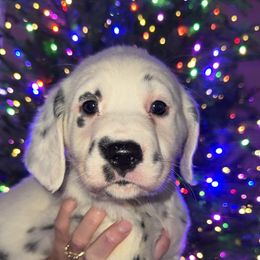 Clarice - White and black female Dalmatian puppy in Bremen, Georgia from Clark’s Dalmatians