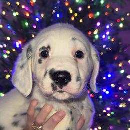 Clarice - White and black female Dalmatian puppy in Bremen, Georgia from Clark’s Dalmatians