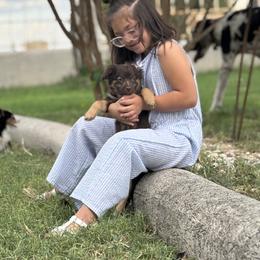 Toy Australian Shepherd Puppies from Carlsbad Toy Aussies