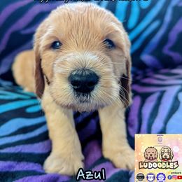 Azul - Cream male Goldendoodle puppy in Santa Cruz, California from Lu Doodles